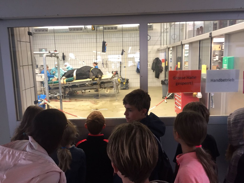 Hôpital des animaux